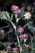 trifolium