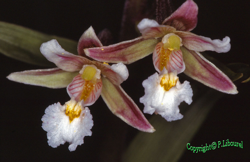 Epipactis palustris
