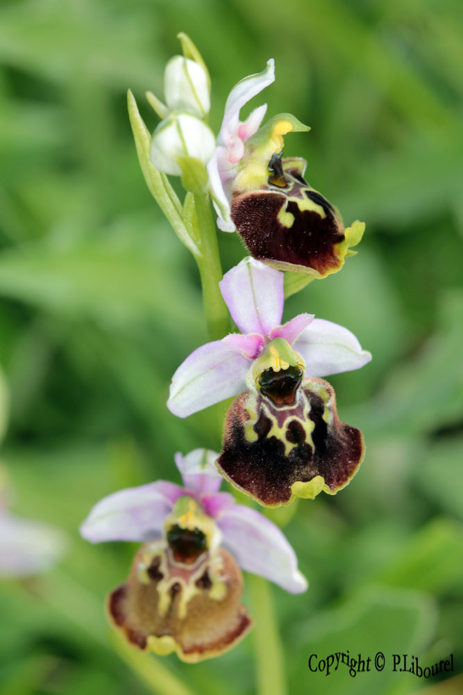 ophrys fuciflora