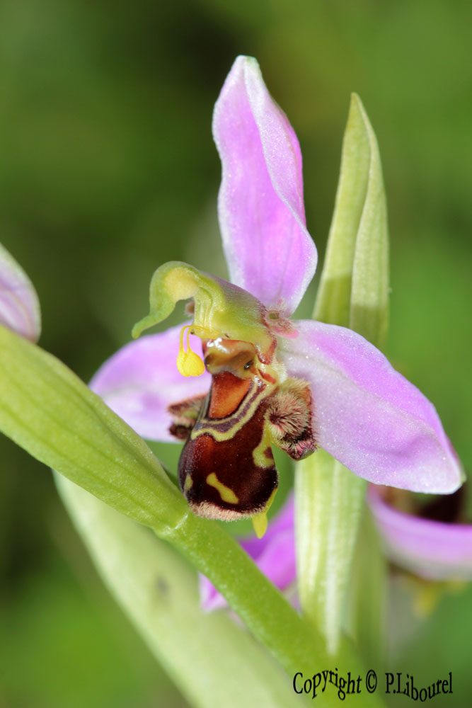 ophrys apifera