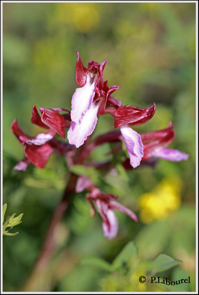 Anacamptis  papilionacea