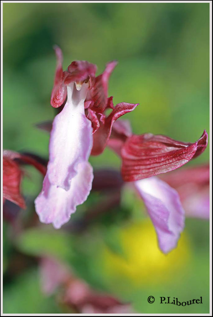Anacamptis (Orchis) papilionacea