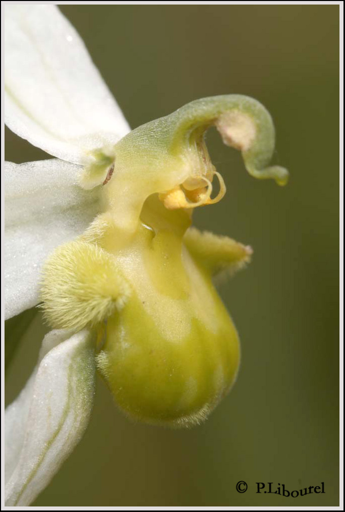 ophrys apifera chlorantha