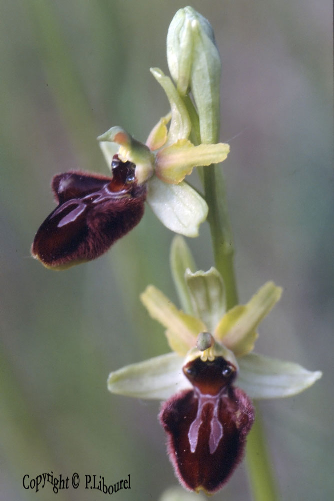 ophrys sphegodes