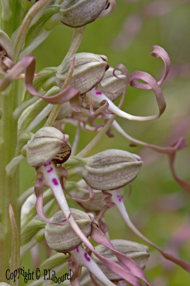 Himantoglossum hircinum