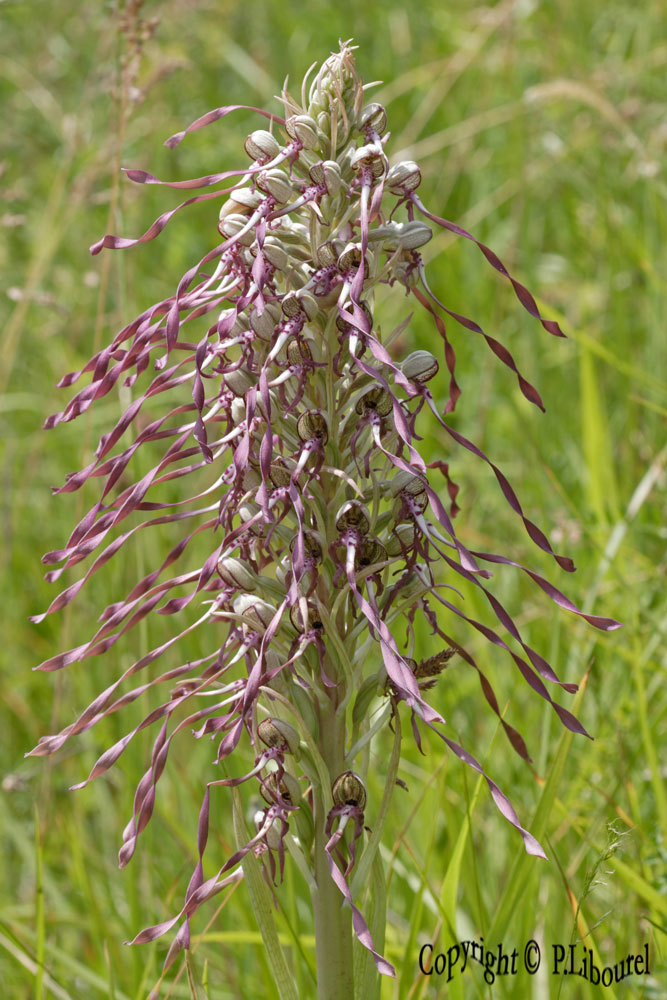 Himantoglossum hircinum