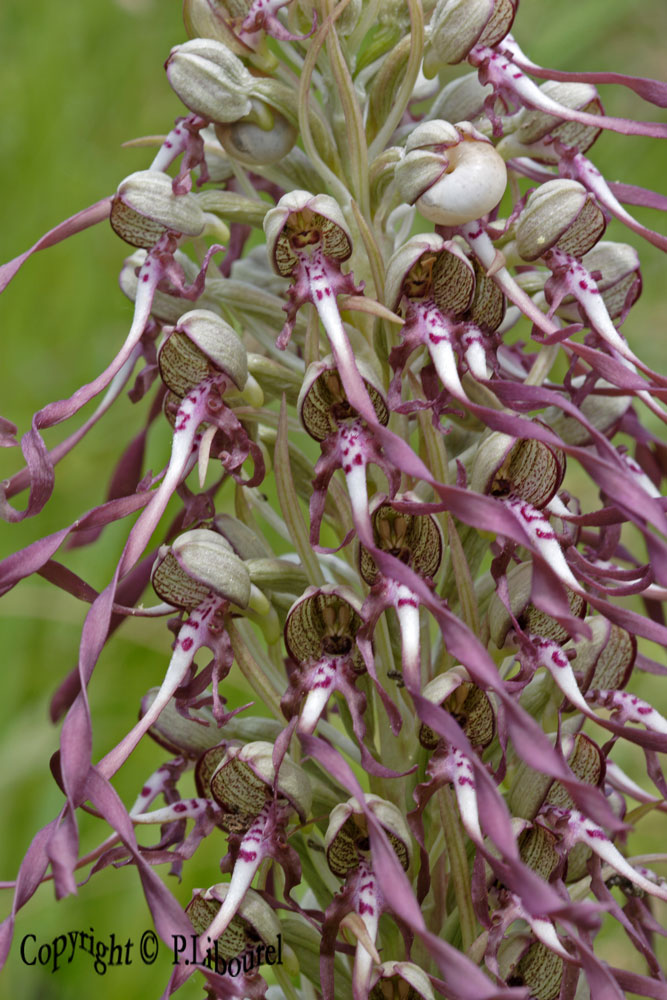Himantoglossum hircinum