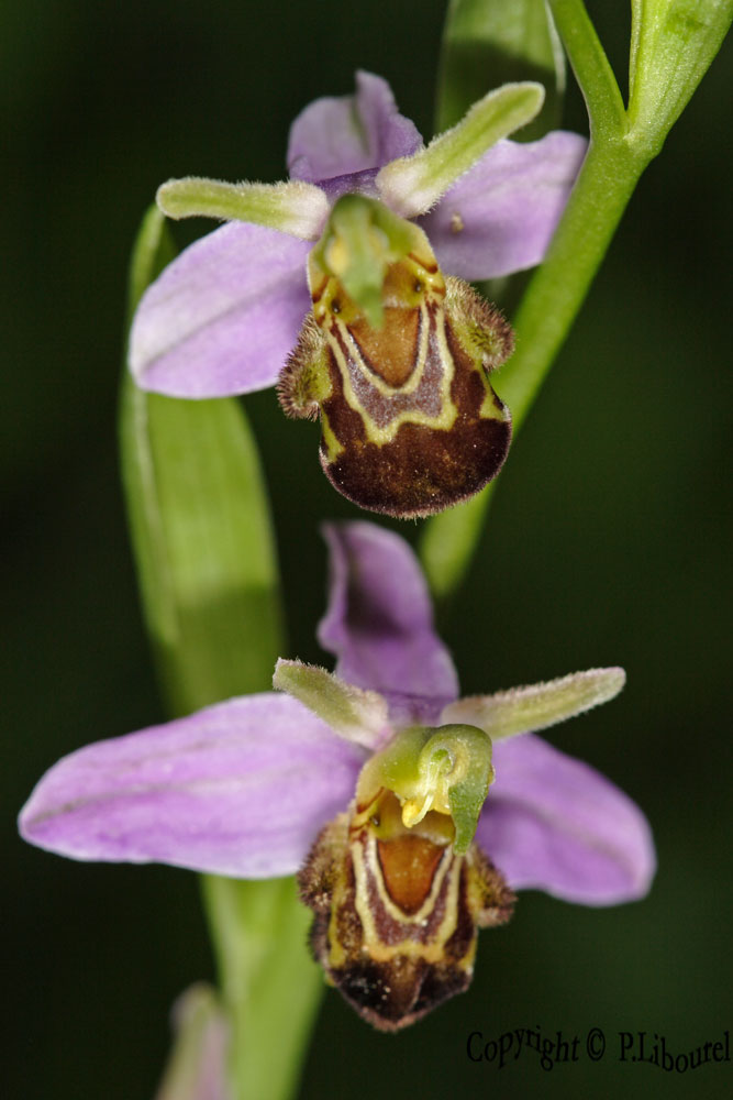 ophrys apifera