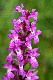 dactylorhiza angustata ou majalis
