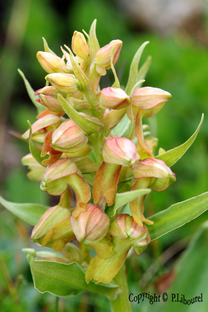 Coeloglossum viride