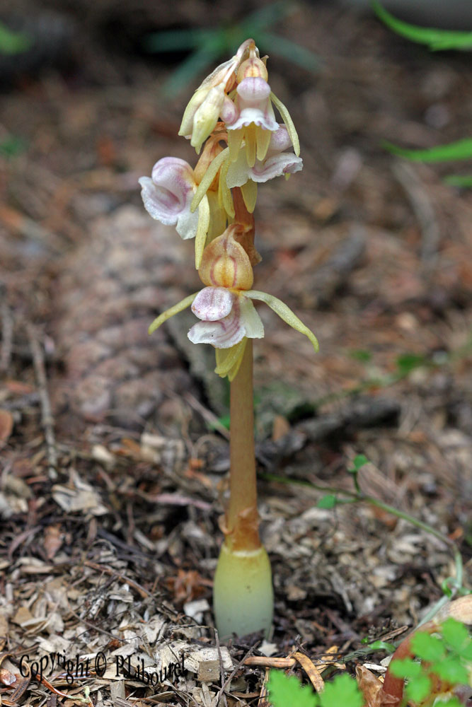 Epipogon aphyllum