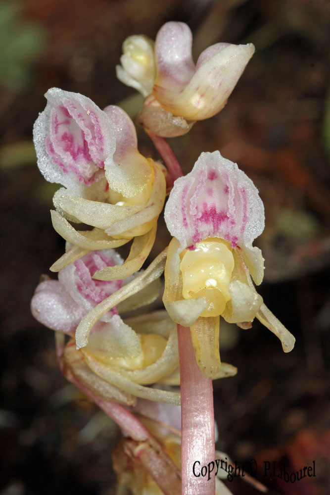 Epipogon aphyllum