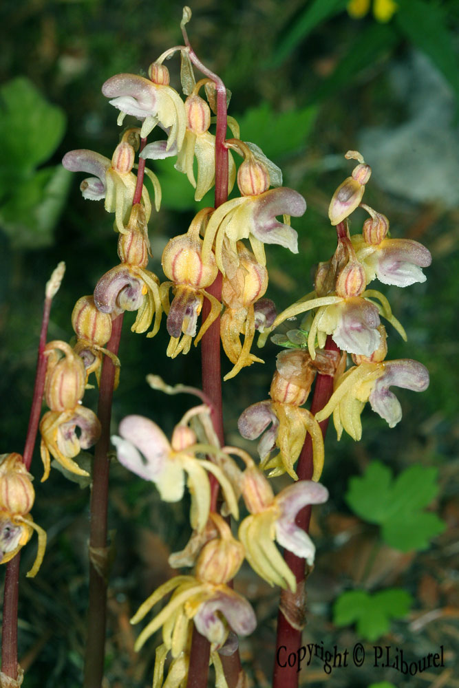 Epipogon aphyllum