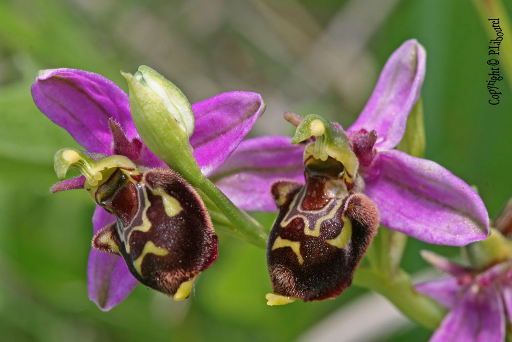 ophrys apifera