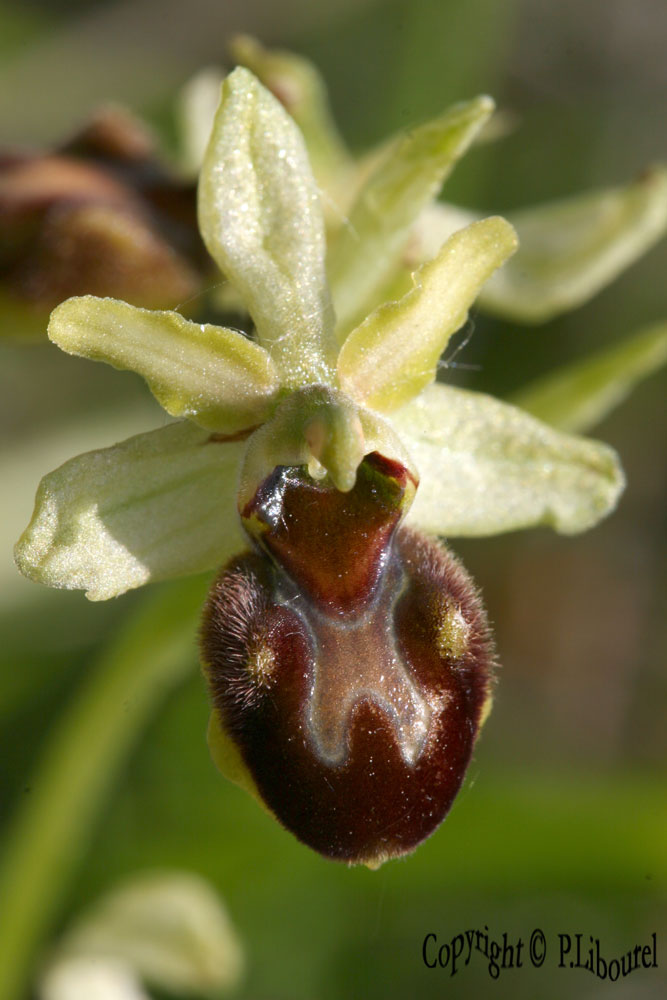 Ophrys sphegodes
