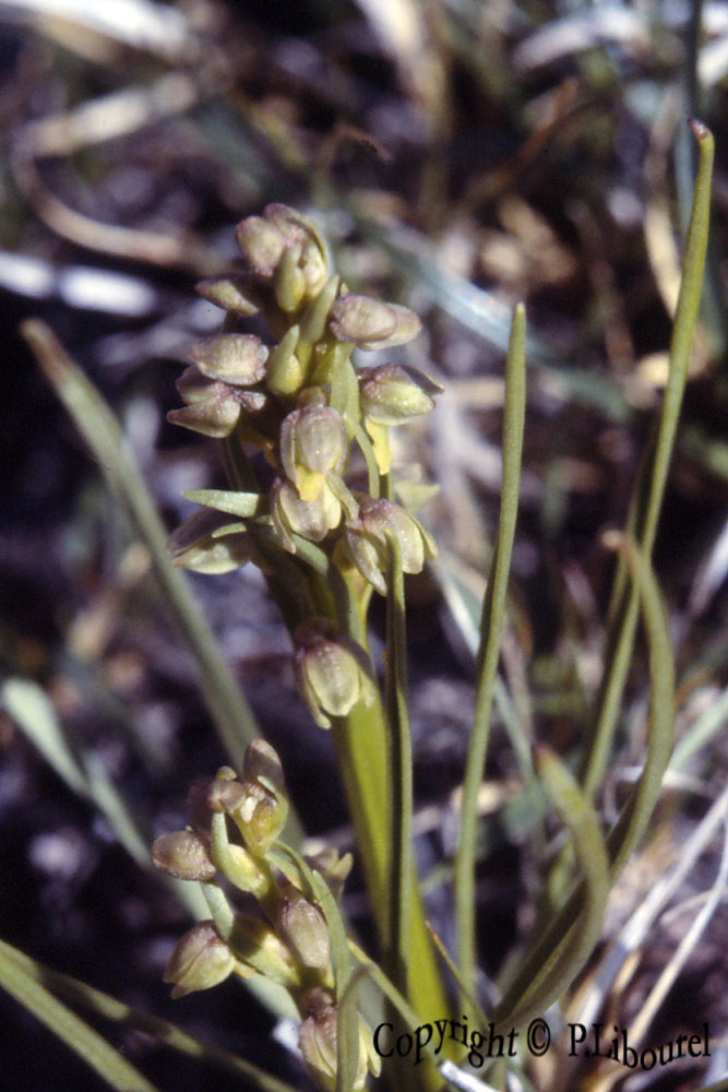 chmaorchis alpina