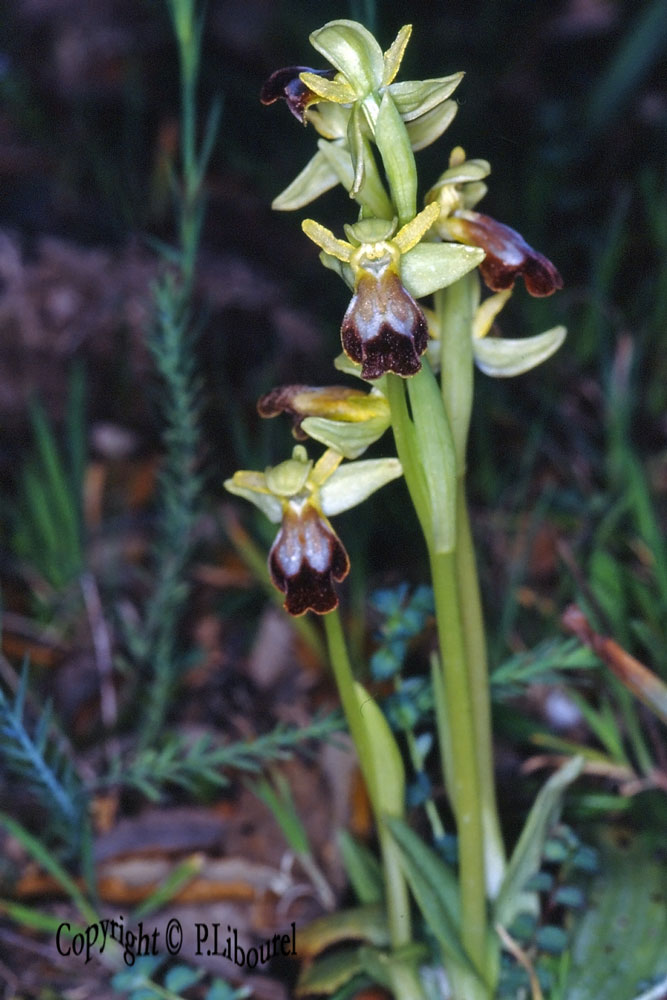 ophrys lupercalis