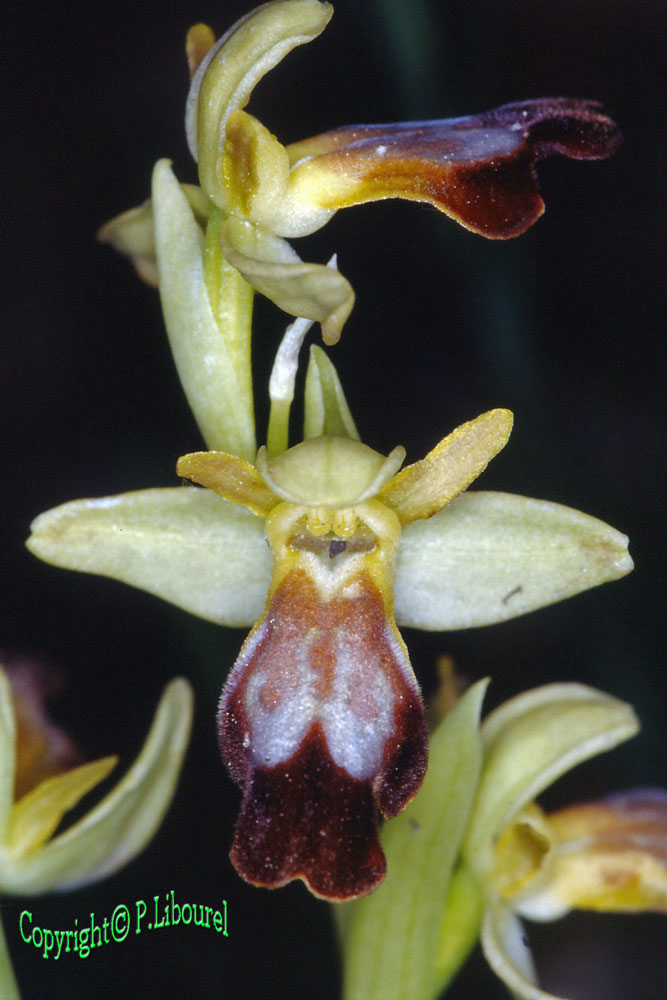 ophrys lupercalis