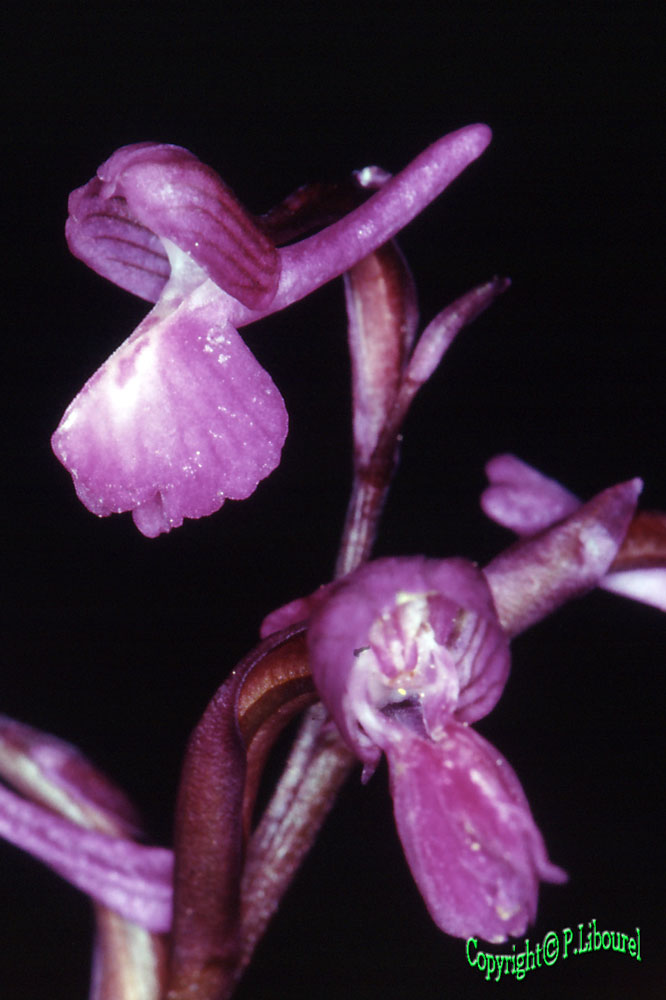 Anacamptis (Orchis) champagneuxi