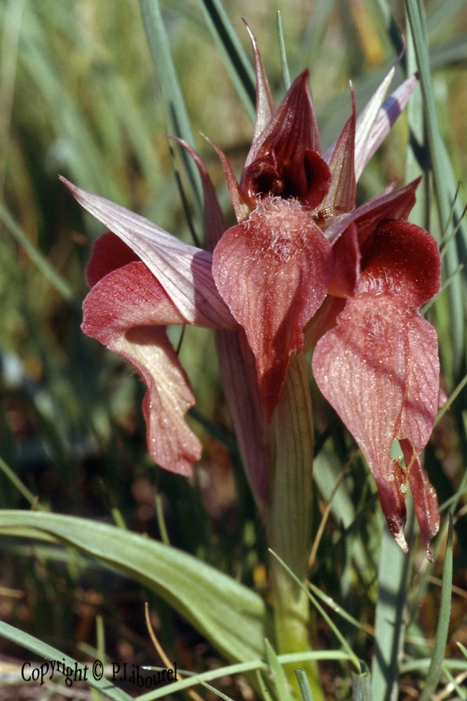 serapias neglecta