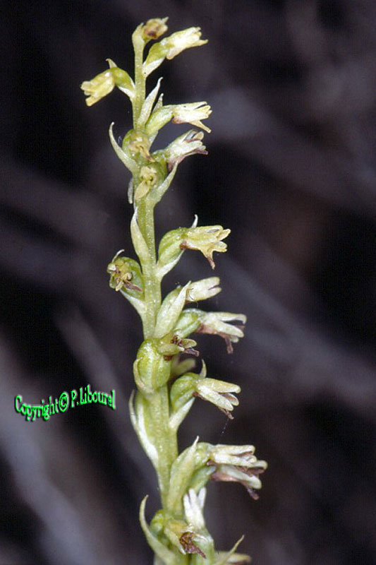 gennaria diphylla