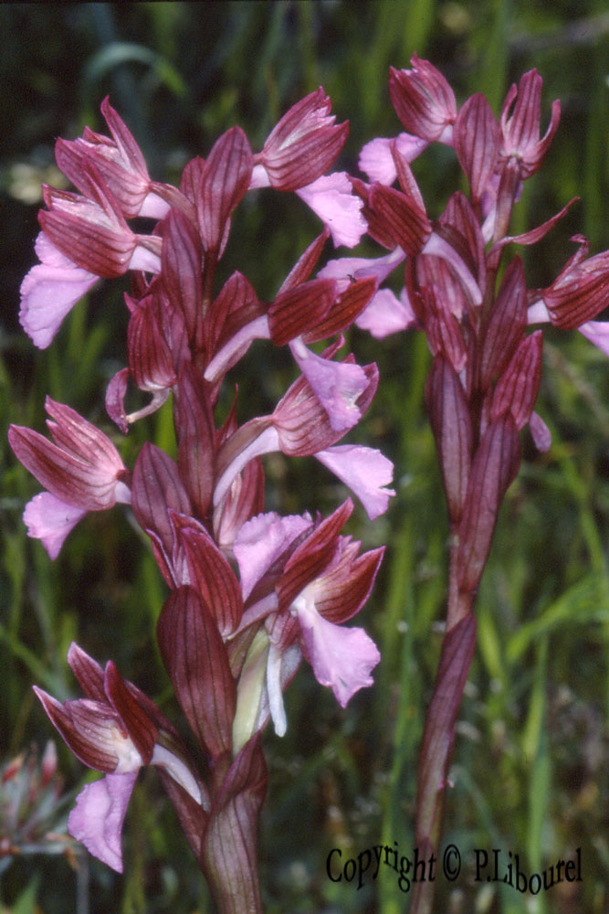 anacamptis papilionacea