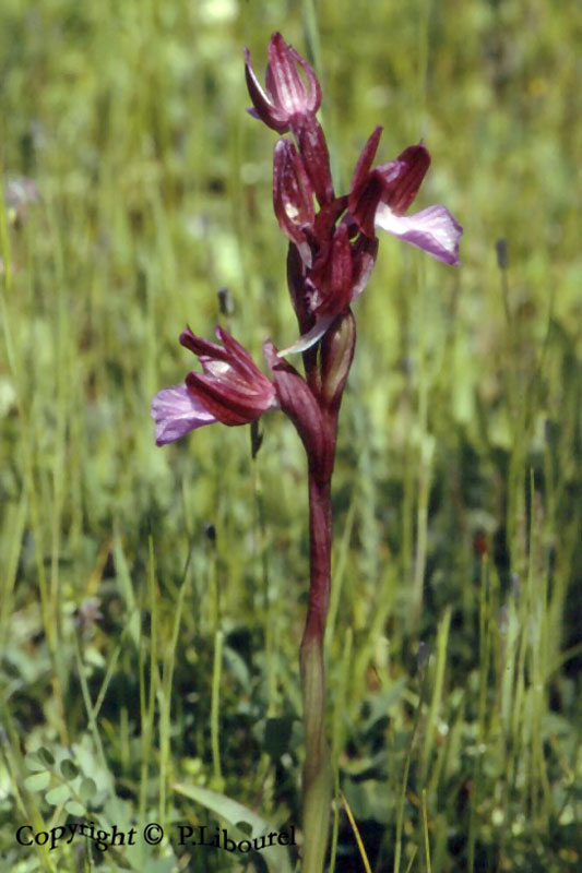 anacamptis papilionacea
