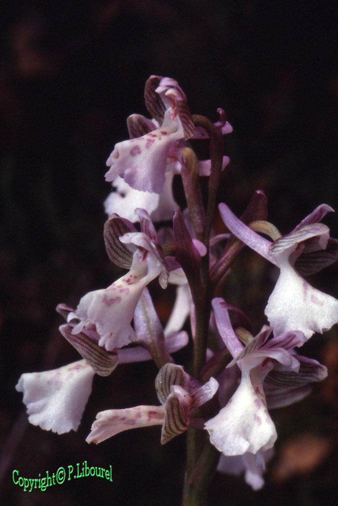 anacamptis morio