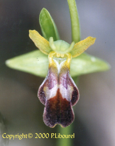 ophrys fusca