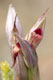 Serapias parviflora