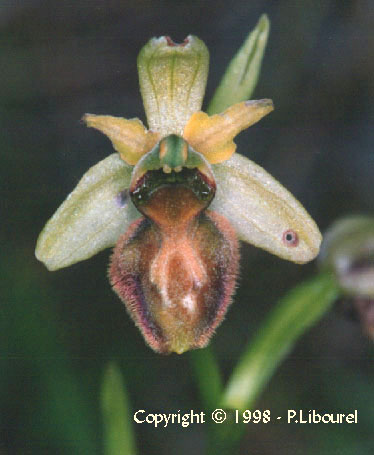 ophrys aranifera