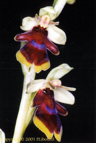 ophrys aymoninii
