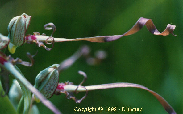 himantoglossum hircinum
