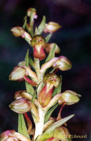 coeloglossum viride