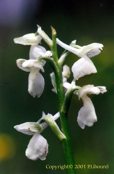 orchis morio