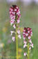 Orchis brl