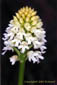 Orchis brûlé albinos
