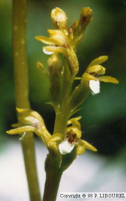 Corallorhiza trifida