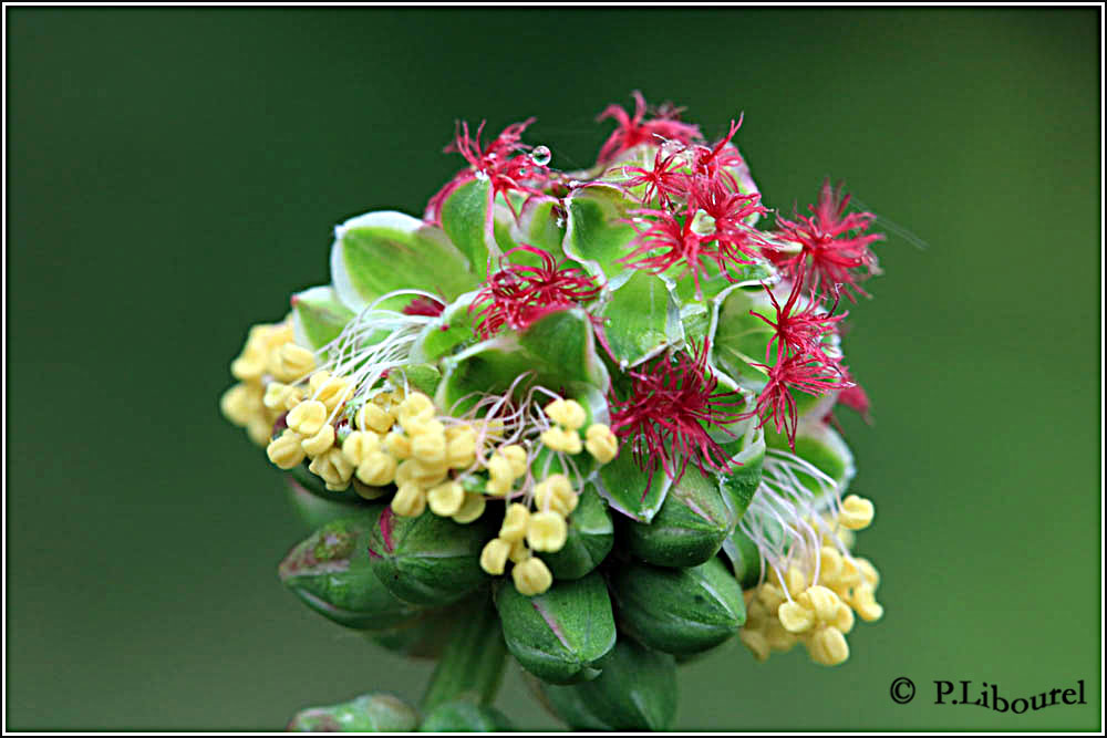 Sanguisorba minor
