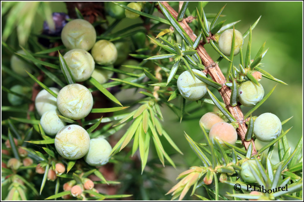 Juniperus communis