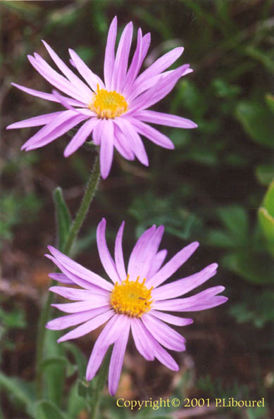 aster