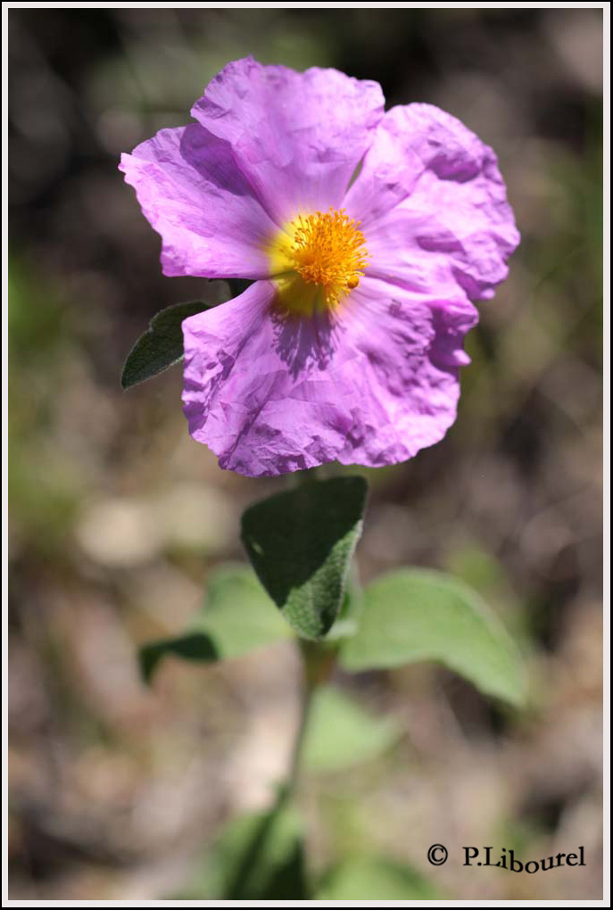 Cistus creticus corsicus