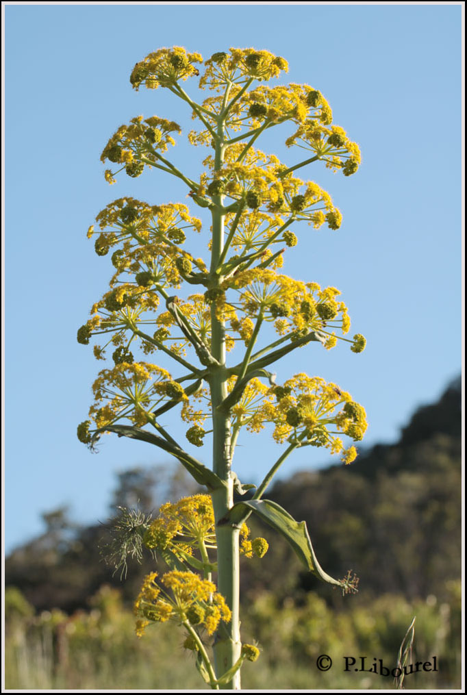 Ferula communis