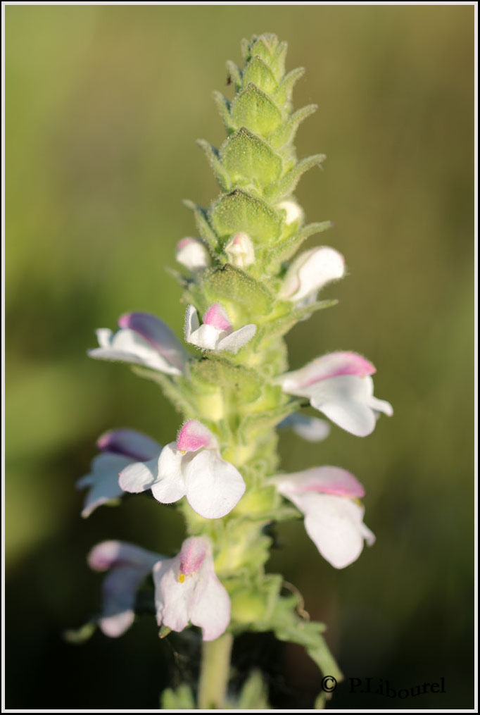 Bellardia trixago