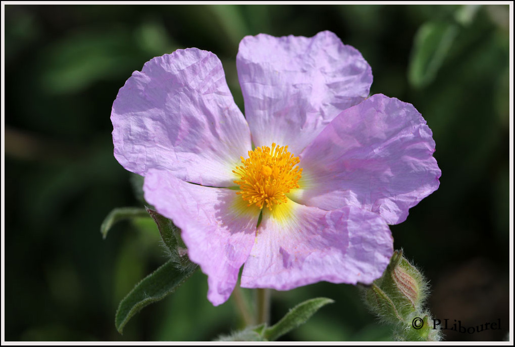 Cistus creticus corsicus