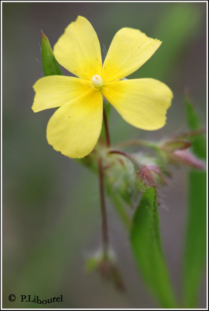 Tuberaria lignosa