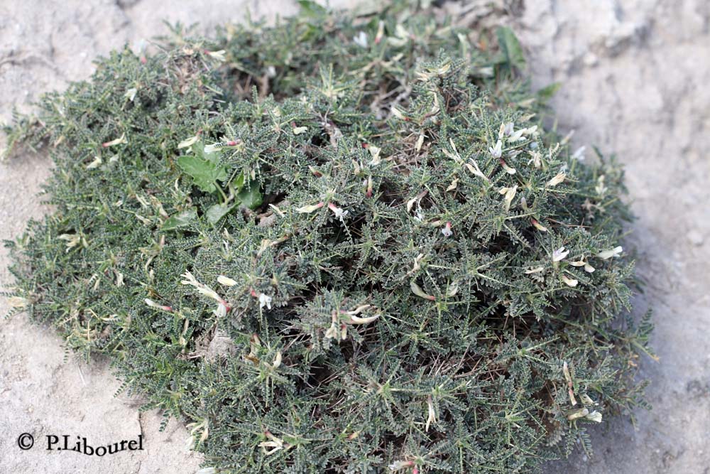 Astragalus massiliensis