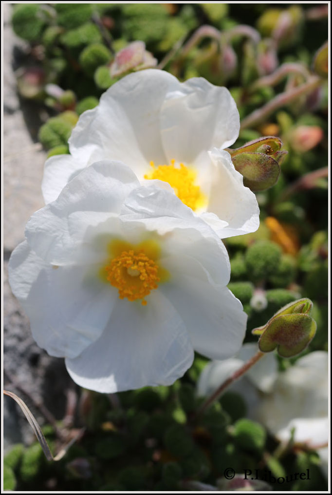 Cistus salviifolius