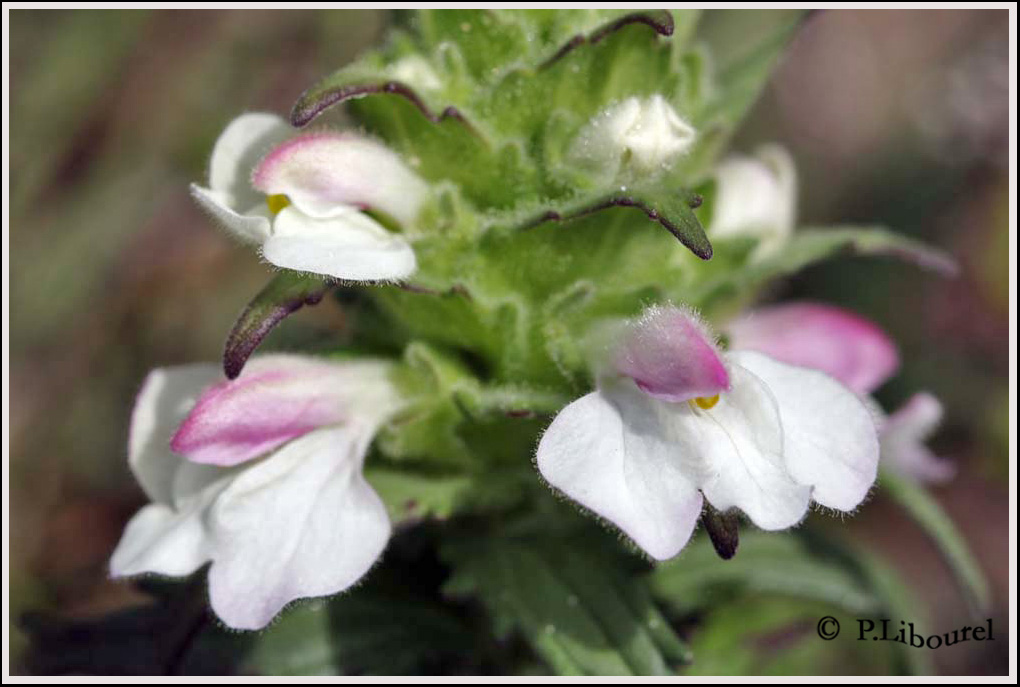 Bellardia trixago