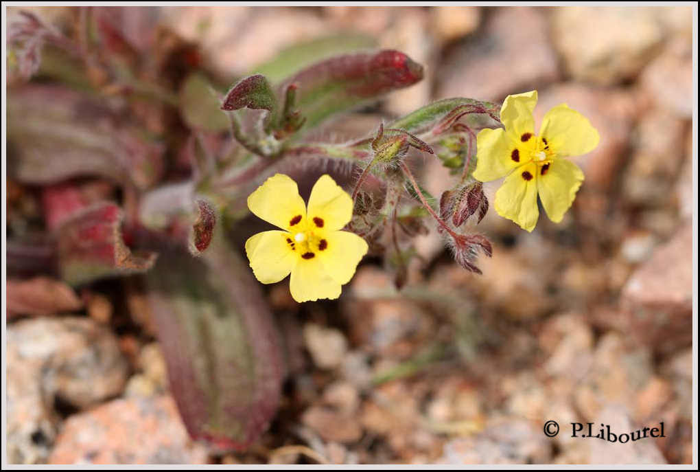 Tuberaria guttata